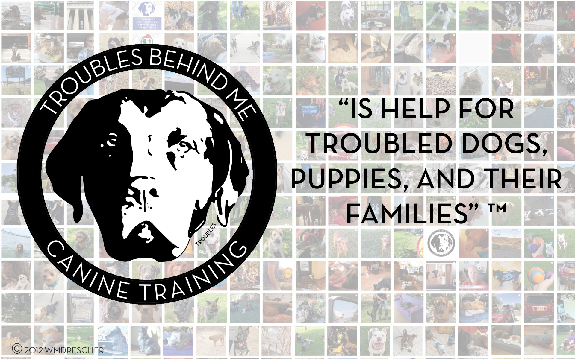 Dog Training Hero Image